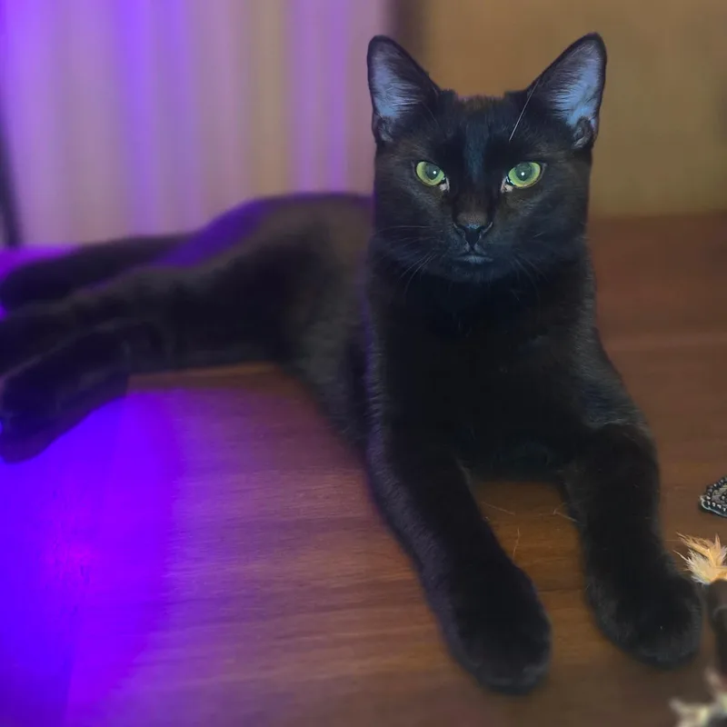 Mittens thumbnail 4