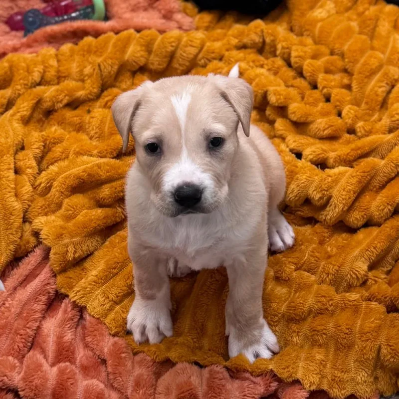 A baby medium-sized male Yellow / Tan / Blond / Fawn Pit Bull Terrier dog named Java for adoption in Kanab, UT