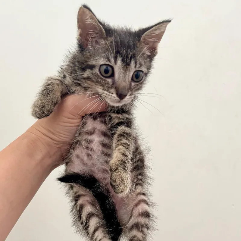 A baby small-sized female Brown / Chocolate Domestic Short Hair cat named Macarena for adoption in Evanston, IL