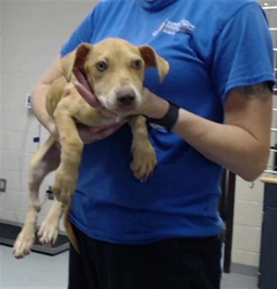 A young small-sized female Labrador Retriever dog named Starlight for adoption in Fayetteville, NC
