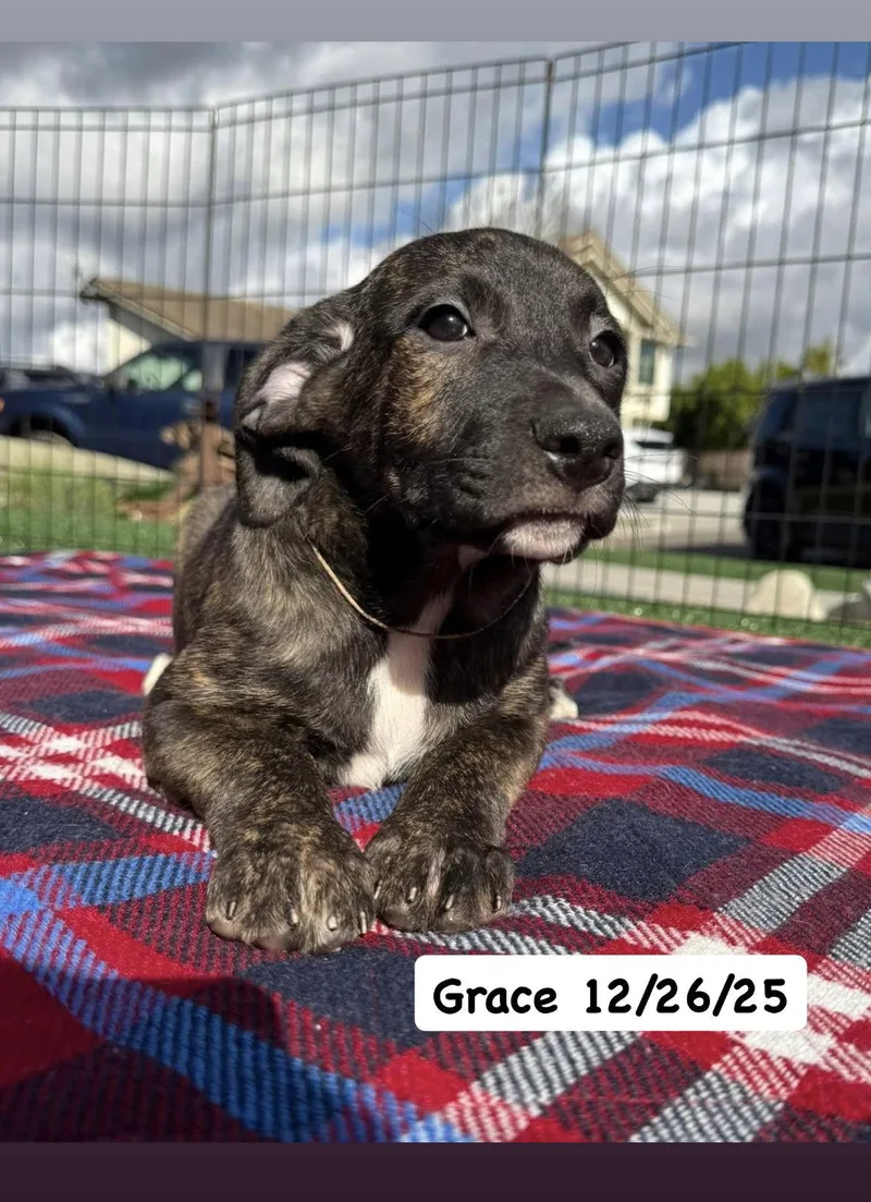 Tallulah's Tinsels  Grace