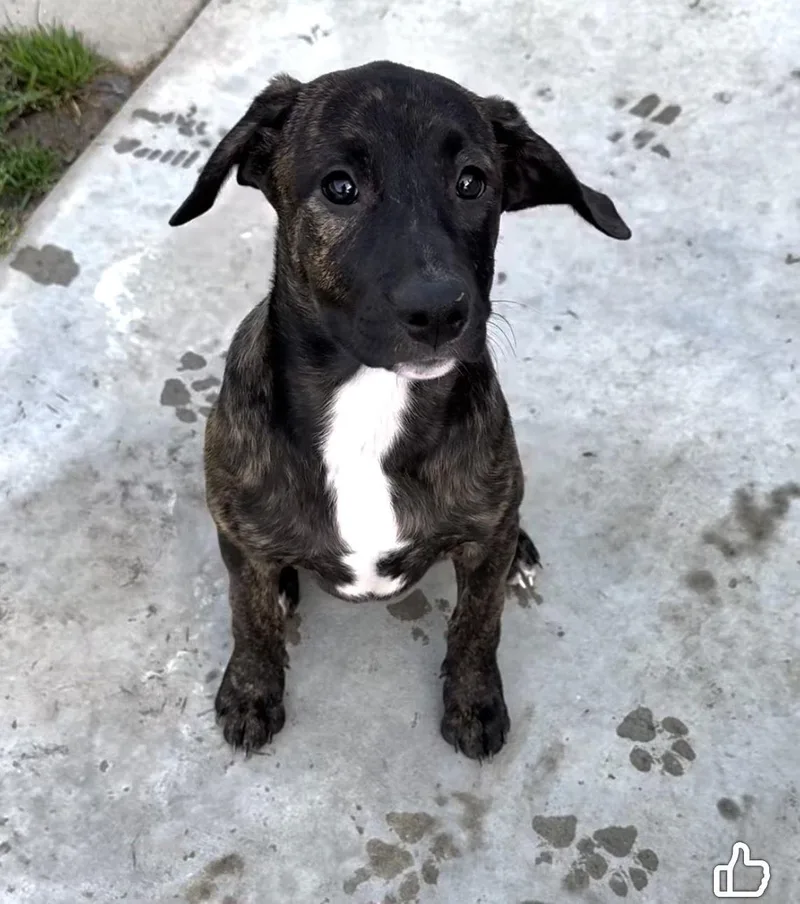 Tallulah's Tinsels  Grace thumbnail 2