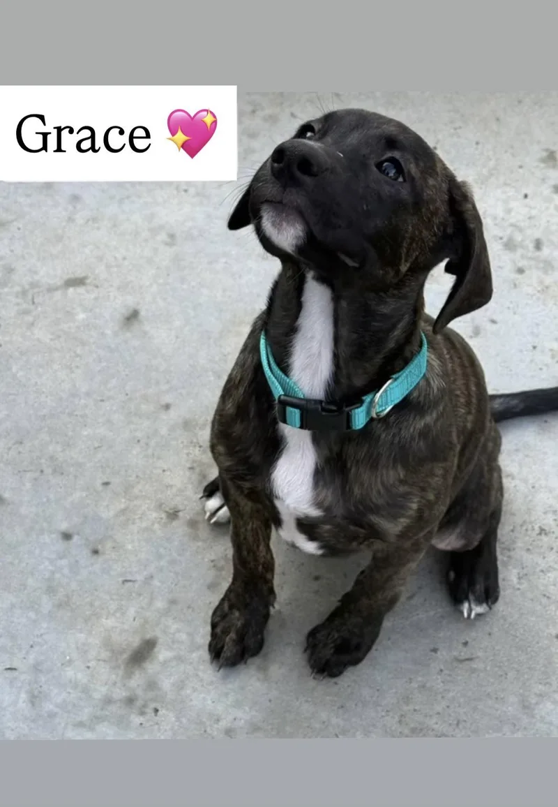 Tallulah's Tinsels  Grace thumbnail 3