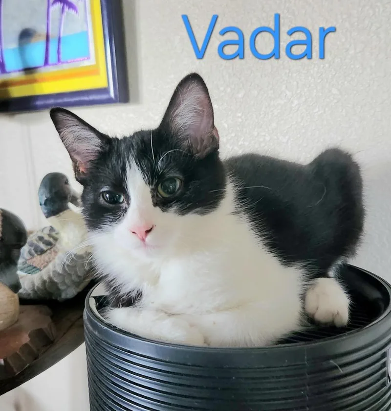 A baby medium-sized male Domestic Short Hair cat named Vadar for adoption in Salt Lake City, UT