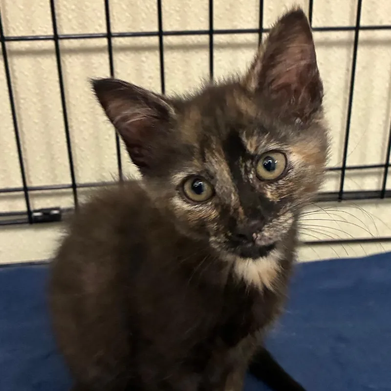 A baby small-sized female Black Domestic Medium Hair cat named Mable for adoption in Bronson, FL