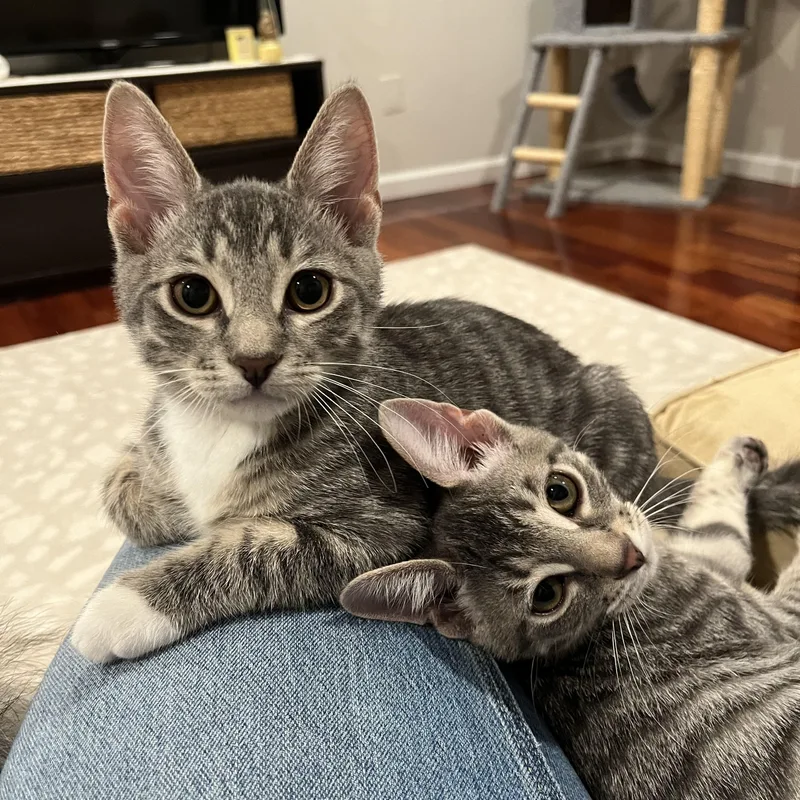 A baby small-sized male Domestic Short Hair cat named Pascal & Percy for adoption in Alexandria, VA