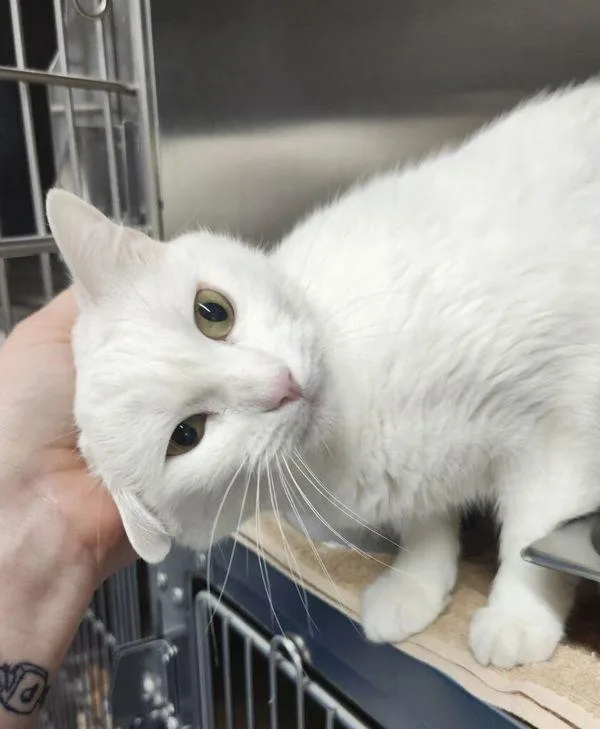 An adult medium-sized female Domestic Short Hair cat named Athena for adoption in Roanoke, VA