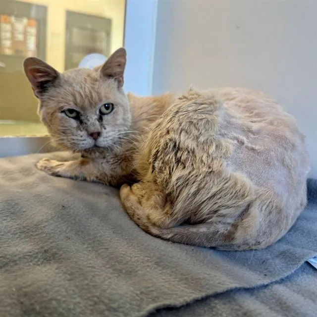 A senior medium-sized male Domestic Short Hair cat named Steven for adoption in Riverside, CA