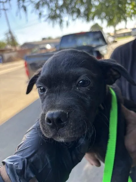 A baby small-sized male Pit Bull Terrier dog named Mario for adoption in Bakersfield, CA
