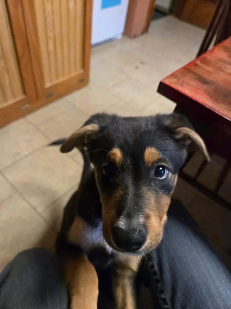 A baby medium-sized male Terrier dog named Hawk for adoption in New London, WI
