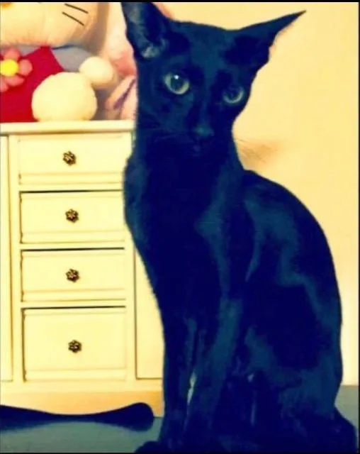 A senior small-sized female Oriental Short Hair cat named Athena for adoption in New Braunfels, TX