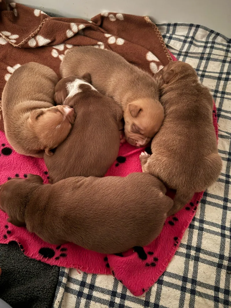 A baby small-sized female Pit Bull Terrier dog named Snickerdoodle for adoption in Tucson, AZ
