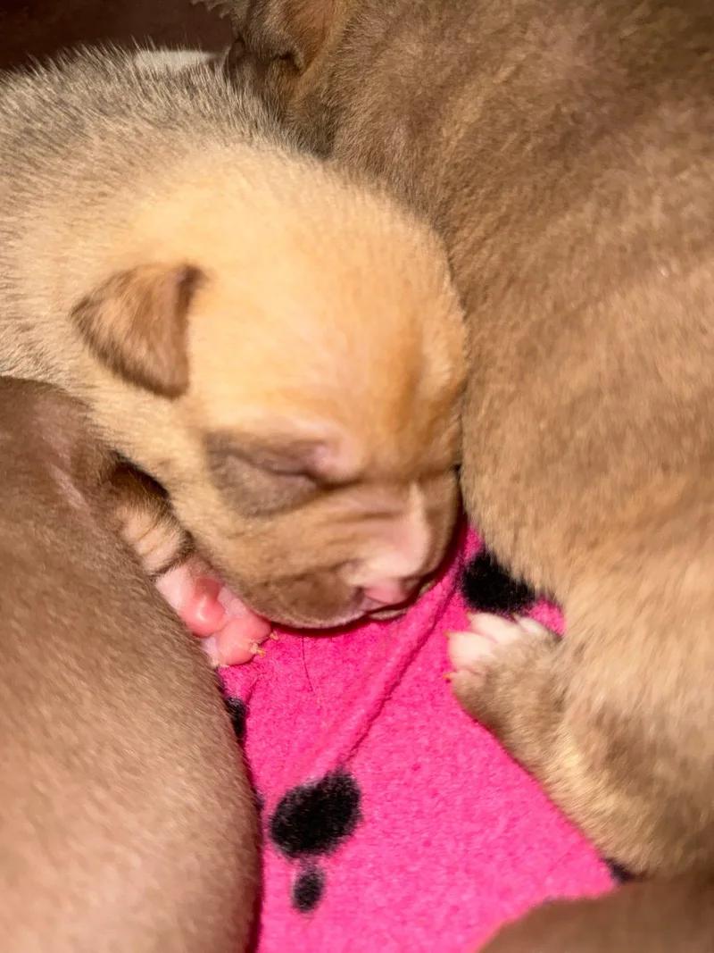 Snickerdoodle thumbnail 2