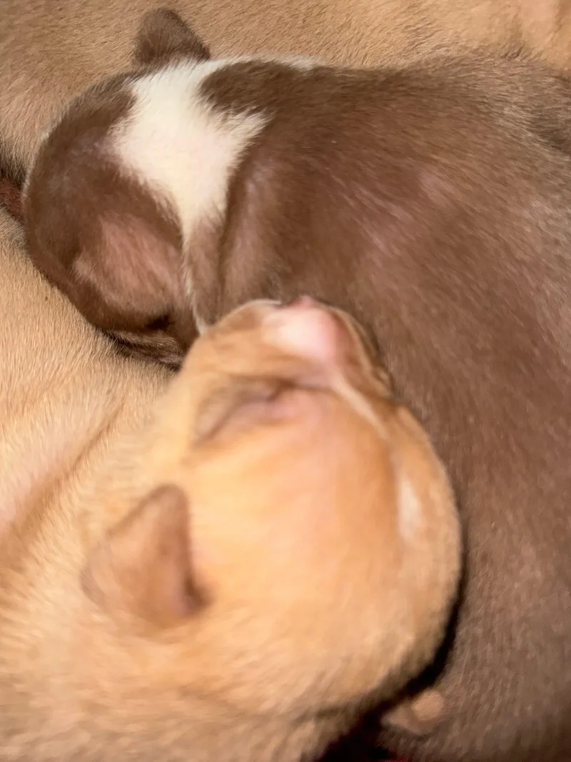 Snickerdoodle thumbnail 3