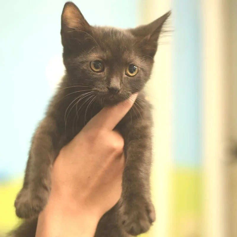A baby small-sized male Black Domestic Short Hair cat named Jack Black for adoption in Belleville, IL