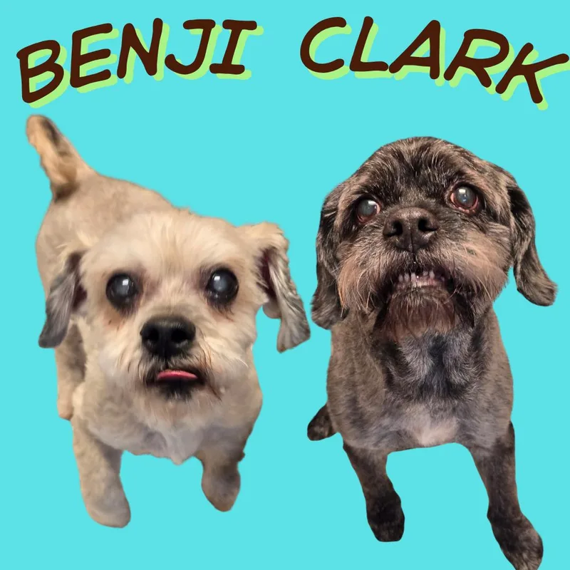 A senior small-sized male Black Miniature Schnauzer dog named Clark for adoption in Normal, IL