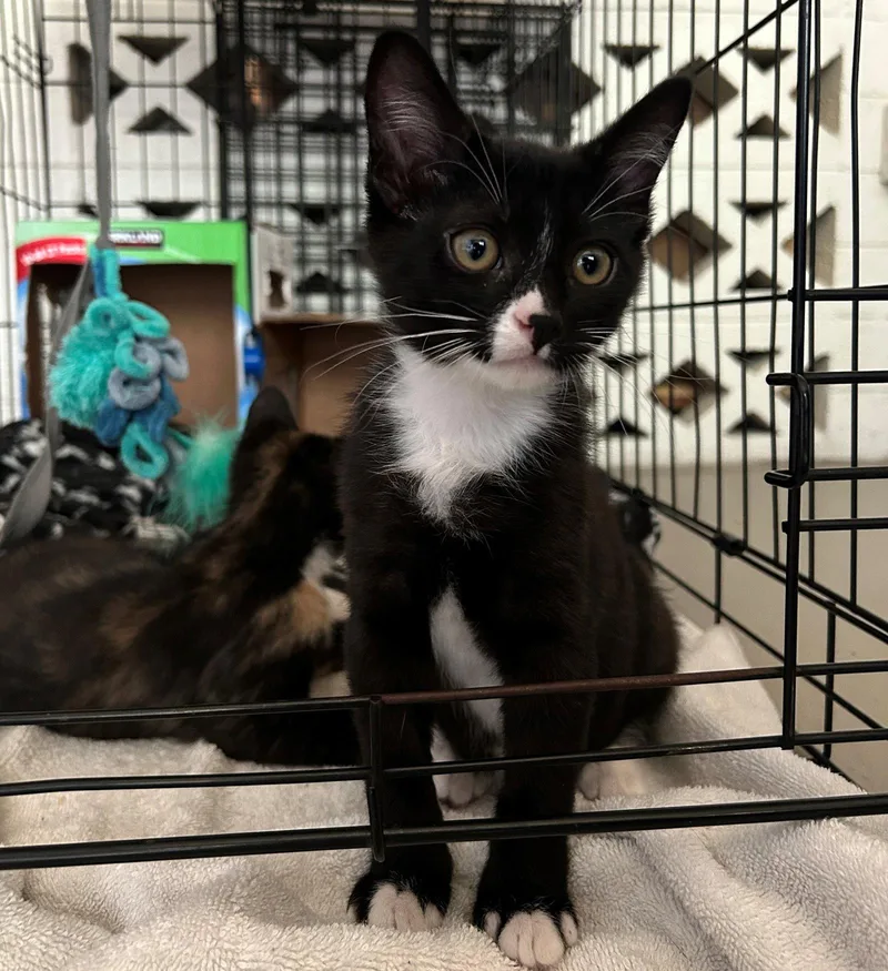 A baby small-sized male Black & White / Tuxedo Domestic Short Hair cat named Liam for adoption in Phoenix, AZ