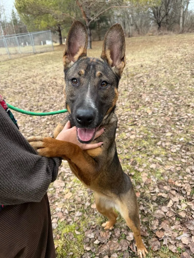 Scout