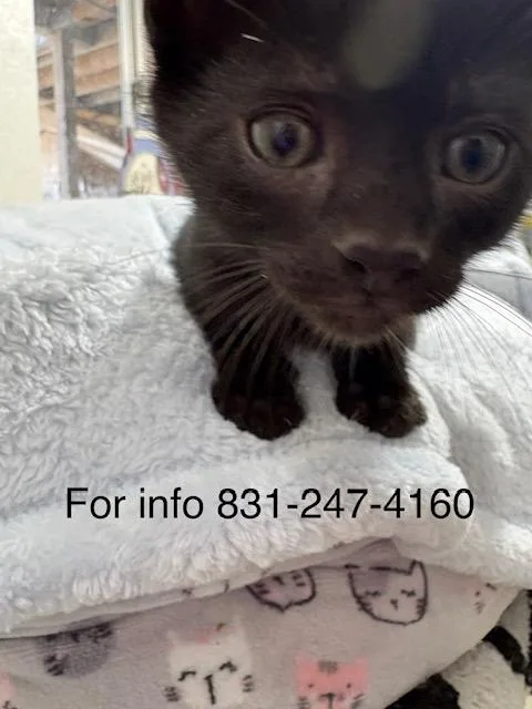 A baby medium-sized male Black Domestic Short Hair cat named Zoom Zoom for adoption in Santa Cruz, CA