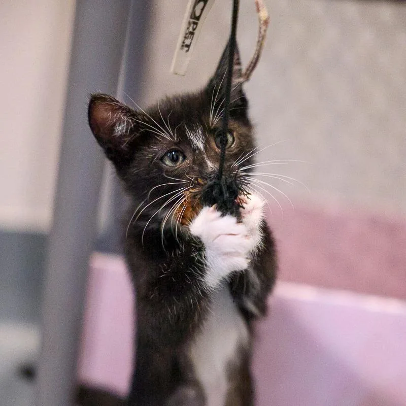 A baby small-sized female Black Domestic Short Hair cat named Juniper for adoption in Bradenton, FL