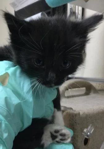 A baby small-sized male Domestic Short Hair cat named Miguel for adoption in Riverside, CA