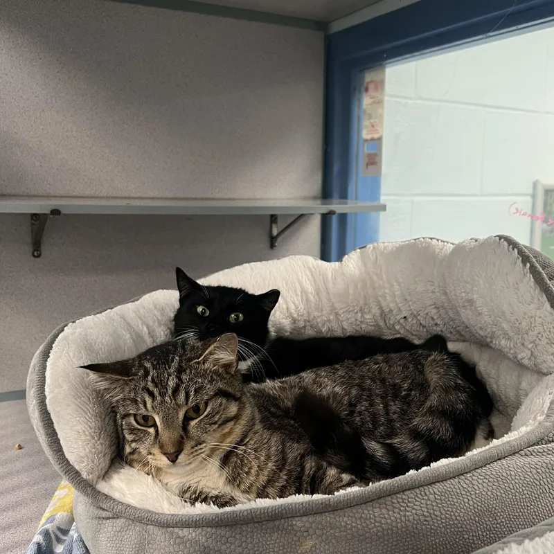 Bling& Blairnot Bonded