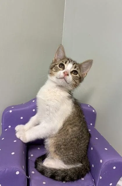 A baby medium-sized male Domestic Short Hair cat named Charleston for adoption in Picayune, MS