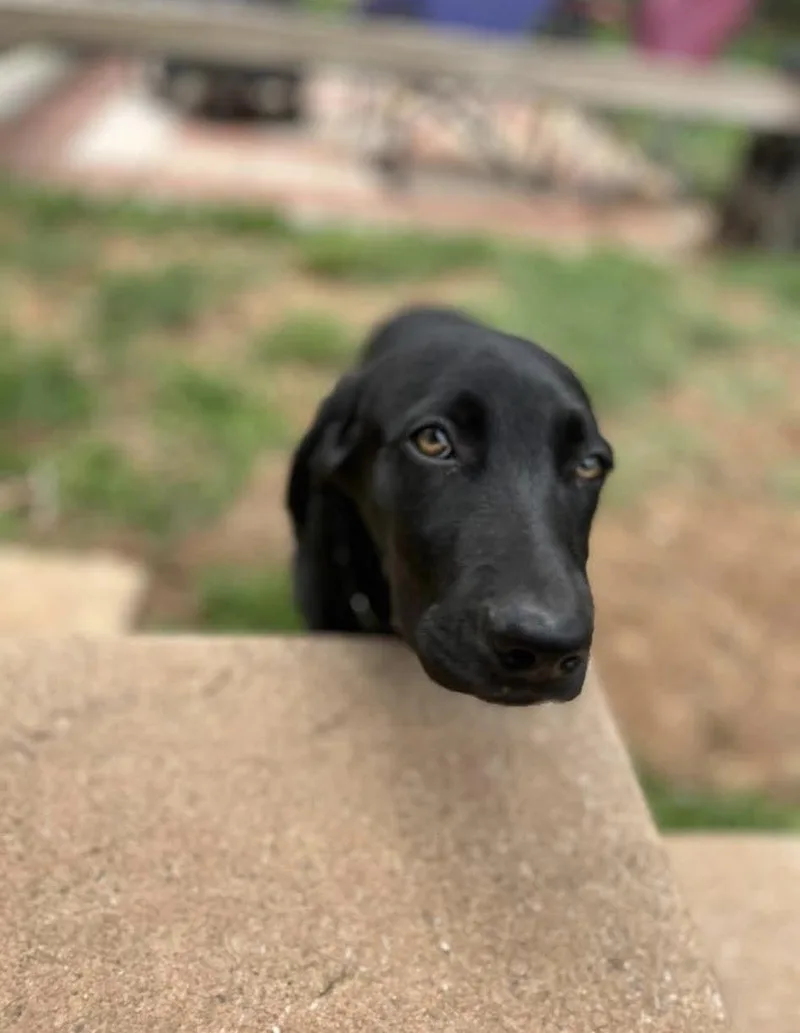 A baby large-sized male Labrador Retriever dog named Cashew for adoption in Kutztown, PA