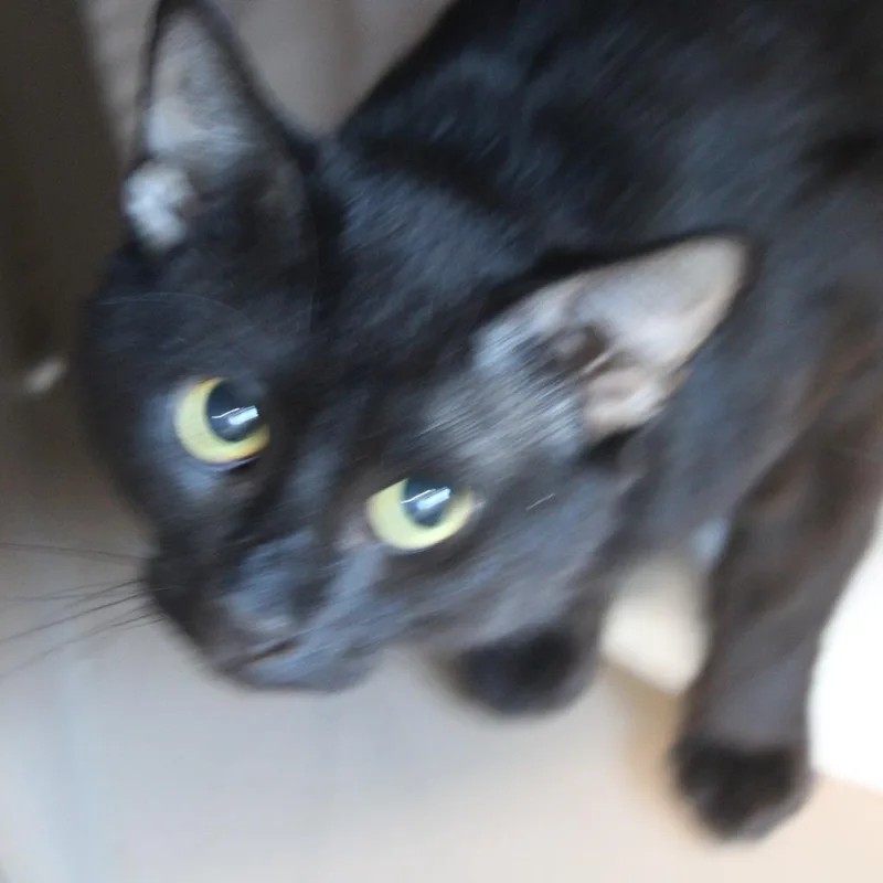 A young medium-sized male Black Domestic Short Hair cat named Big Boogie for adoption in Cleveland, MS