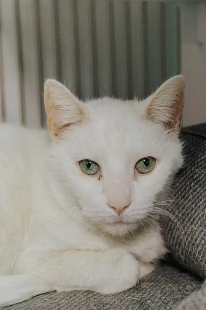 A senior medium-sized male Domestic Short Hair cat named Bo for adoption in Elmira, NY