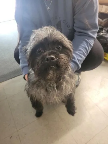 A young small-sized male Mixed Breed dog named Toto for adoption in Hobart, IN
