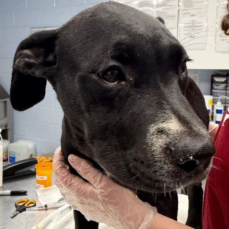 A baby medium-sized female Black Mountain Cur dog named Fairlane for adoption in Martinsville, VA