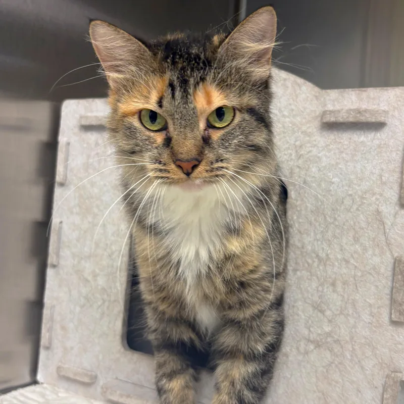 An adult medium-sized female Domestic Medium Hair cat named Zelda for adoption in Godfrey, IL