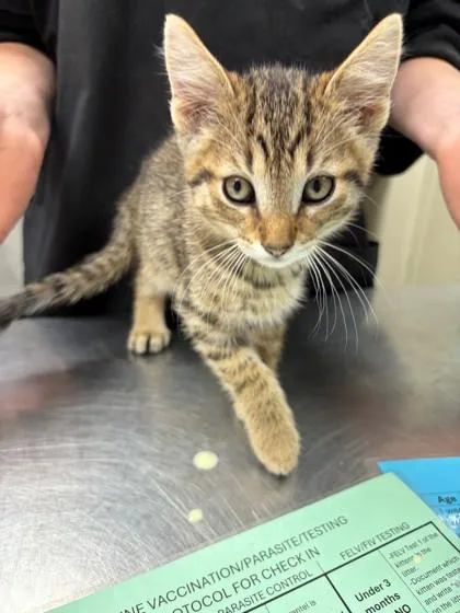 A baby small-sized male Domestic Short Hair cat named Steven for adoption in Verona, WI