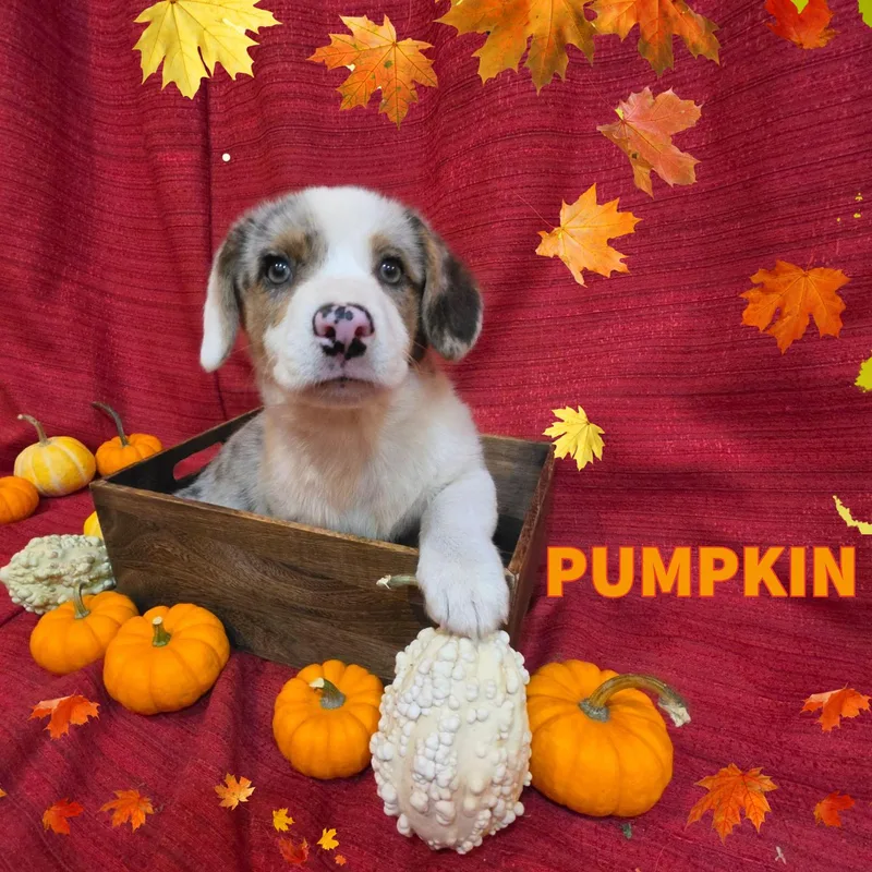 A baby small-sized male Merle (Blue) Cardigan Welsh Corgi dog named Pumpkin for adoption in Newberg, OR