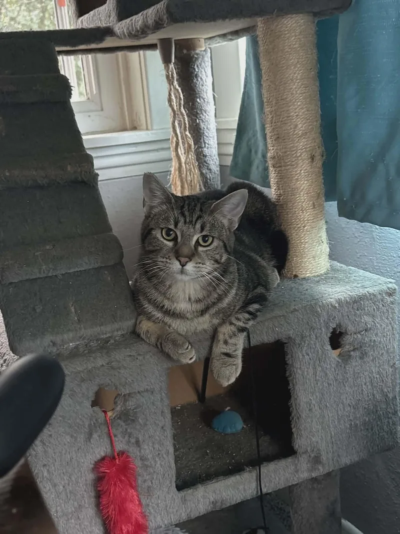 Nacho