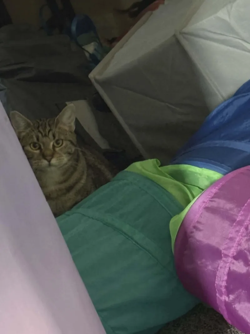 Nacho thumbnail 5