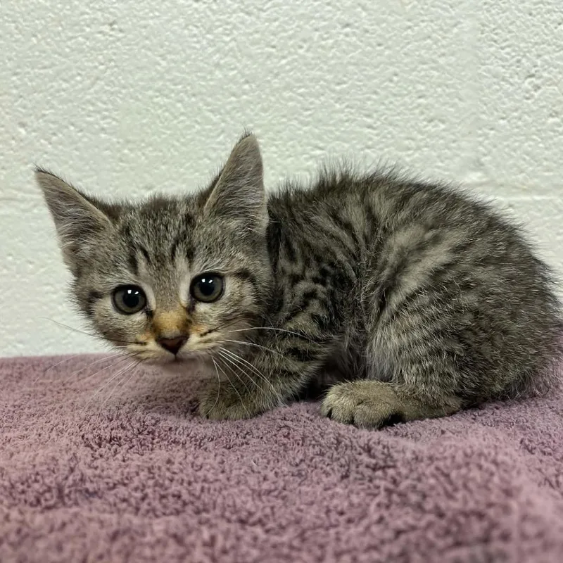A baby small-sized female Brown / Chocolate Domestic Short Hair cat named SVASStray for adoption in Lyndhurst, VA