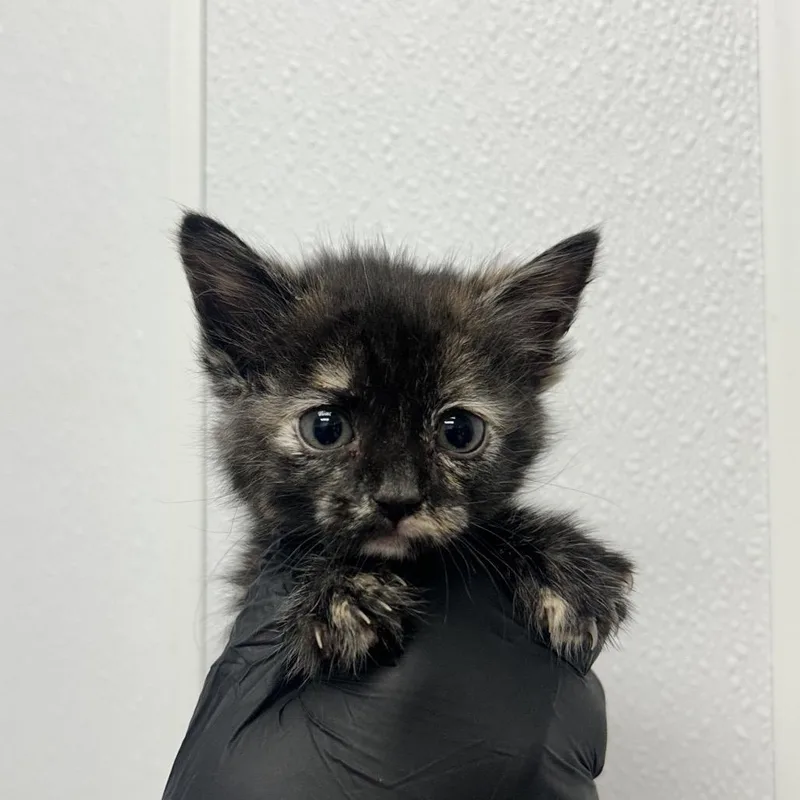 A baby small-sized female Tortoiseshell Domestic Short Hair cat named Naboo for adoption in Abilene, TX
