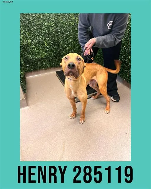 A young large-sized male Mixed Breed dog named Henry for adoption in Macon, GA