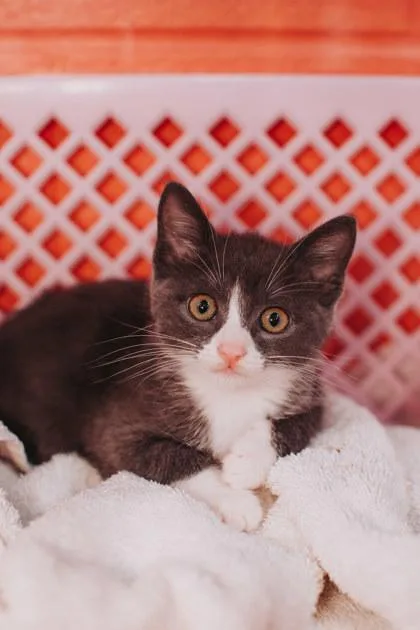 A young small-sized male Domestic Short Hair cat named A Maximilyumpetsmart North Charleston for adoption in North Charleston, SC