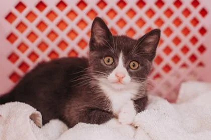 A Maximilyumpetsmart North Charleston thumbnail 2