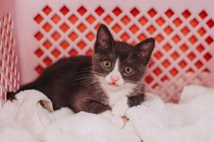 A Maximilyumpetsmart North Charleston thumbnail 3