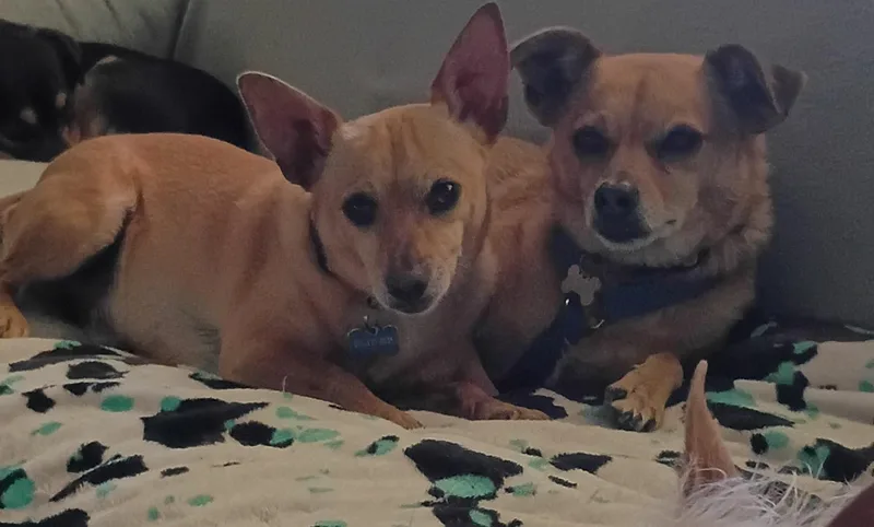 Amber & Petey thumbnail 2