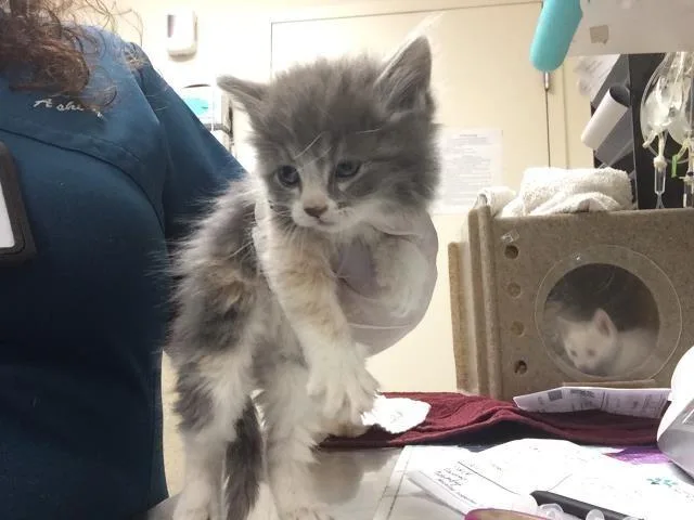 A baby small-sized female Domestic Short Hair cat named S'more for adoption in Riverside, CA