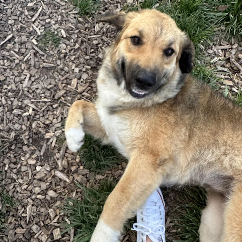 Sadie