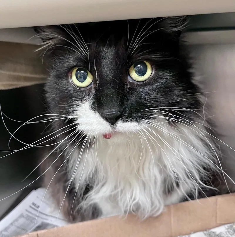 A senior medium-sized female Domestic Short Hair cat named Stevie Licks for adoption in Cincinnati, OH