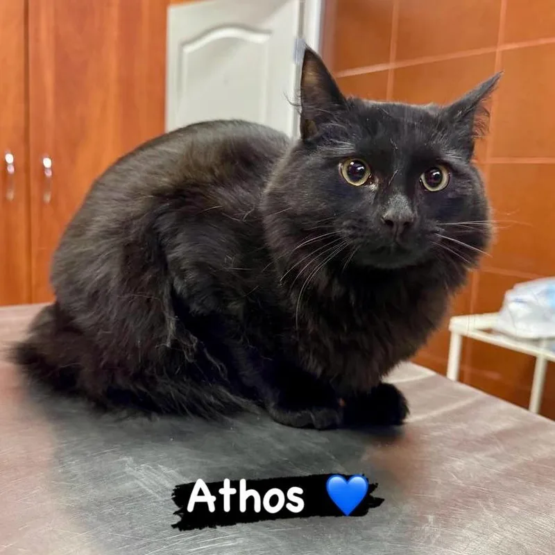A young large-sized male Black Domestic Long Hair cat named Athos for adoption in Fairfax Station, VA