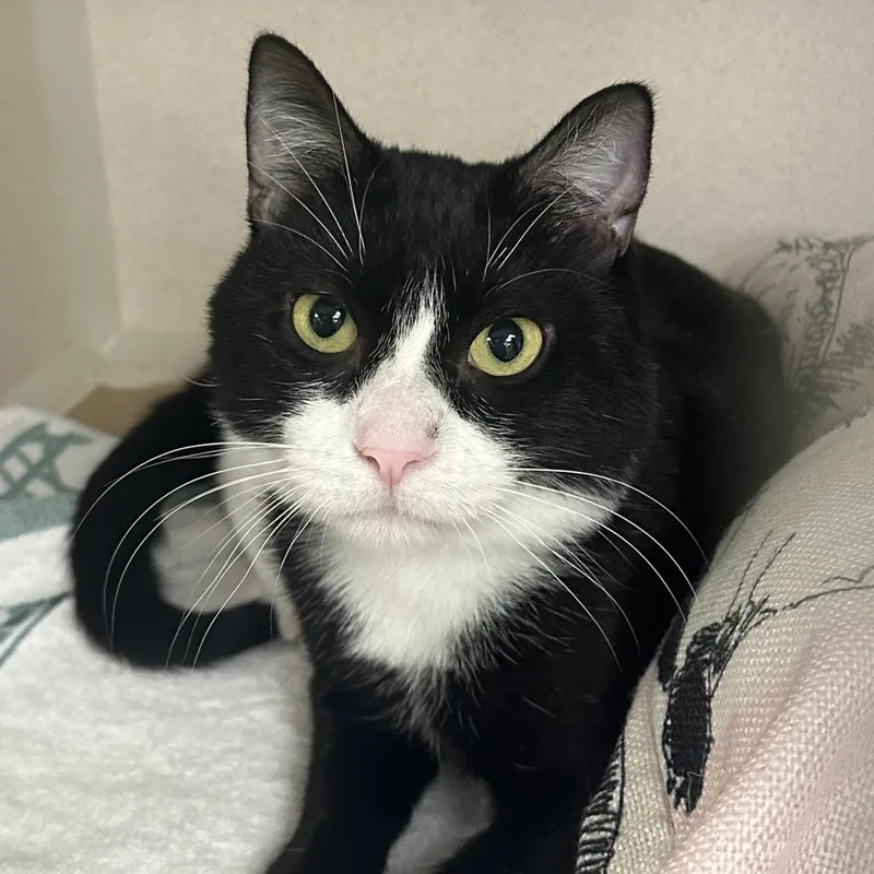 An adult medium-sized male Black Domestic Short Hair cat named Orbit for adoption in New York, NY