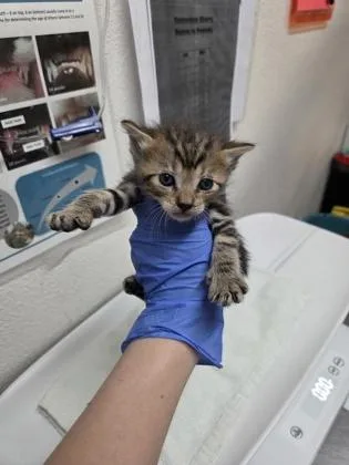 A baby small-sized male Domestic Short Hair cat named Andrew Jackson for adoption in Sacramento, CA